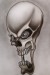 skull595227357