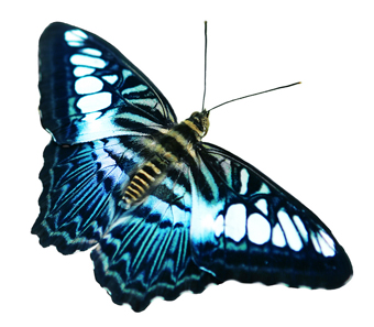 Blue_butterfly
